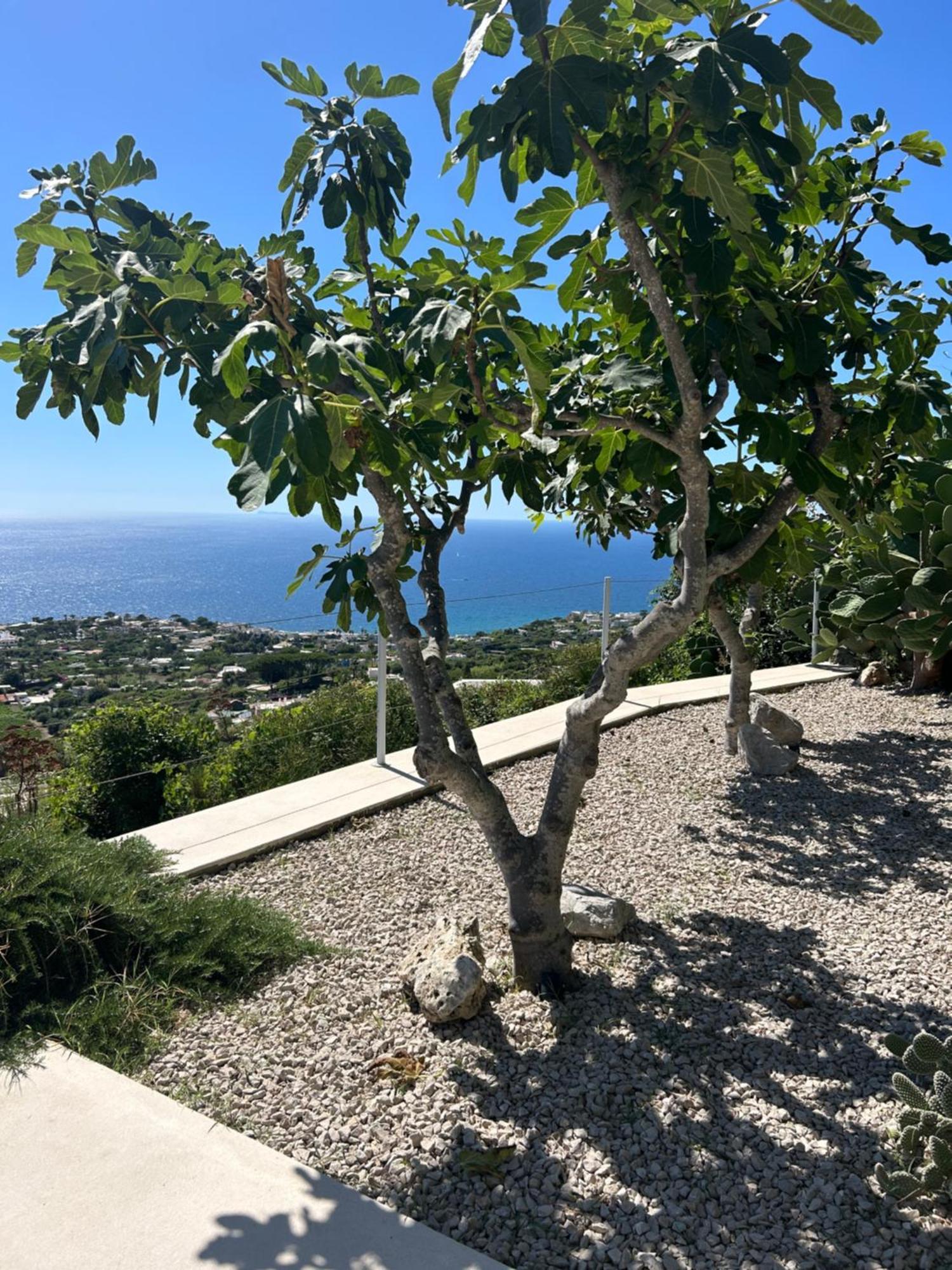Villa Inarime Ischia Exterior photo